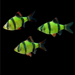 GloFish® Tiger Barb Electric Green