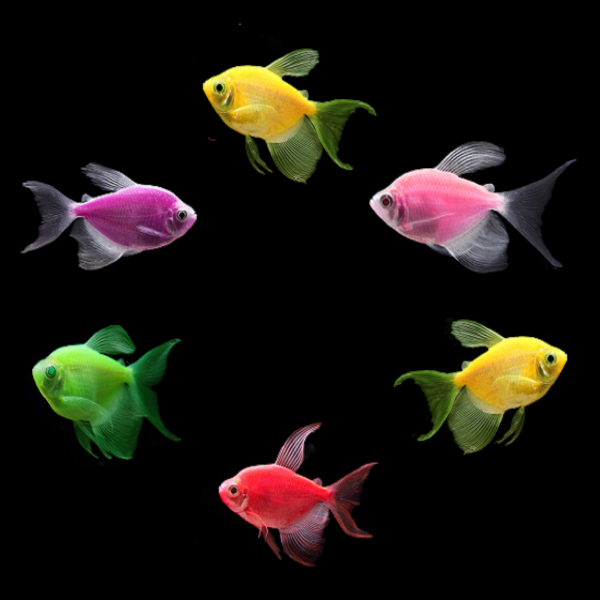 GloFish Long-Fin Skirt Mixed Tetra Set Two Orange