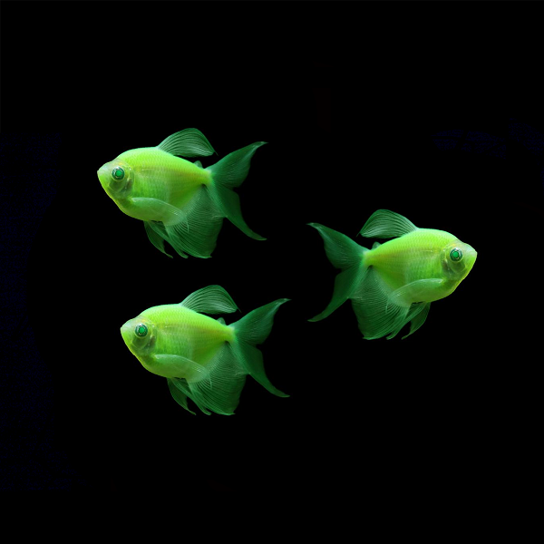 GloFish® Long-Fin Skirt Tetra Green