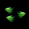 GloFish® Long-Fin Skirt Tetra Green