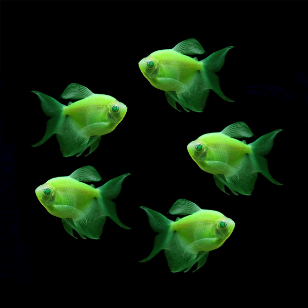 Electric Green Long-Fin Tetra 5pk