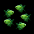 Electric Green Long-Fin Tetra 5pk