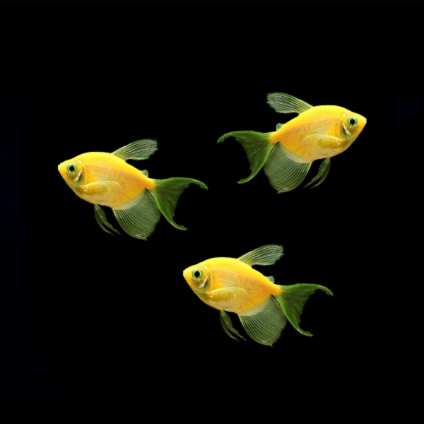 GloFish® Long-Fin Skirt Tetra Orange