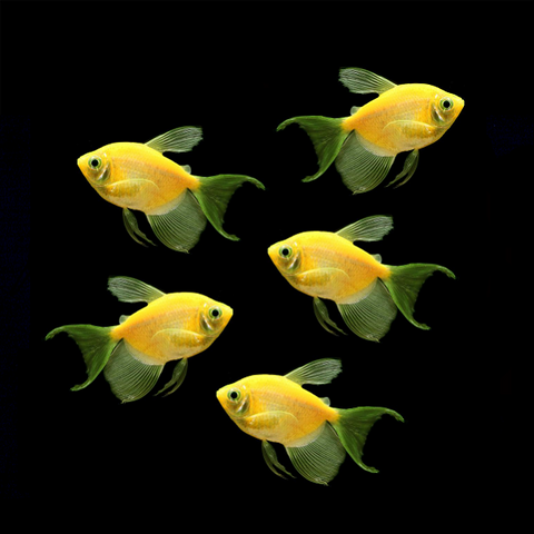 GloFish® Long-Fin White Skirt Tetra Pick Your Color Collection