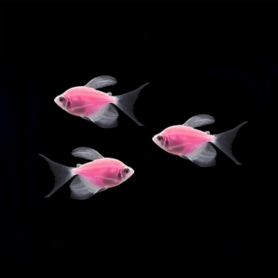 GloFish® Long-Fin Tetra Pink 3 pack