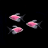 GloFish® Long-Fin Skirt Tetra Pink 