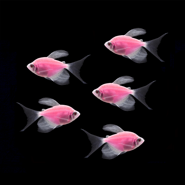 Moonrise Pink Long-Fin Tetra 5pk