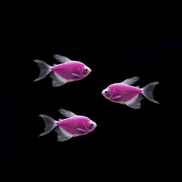 GloFish® Long-Fin Skirt Tetra Purple