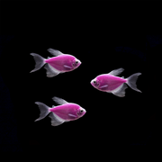 GloFish® Long-Fin Tetra Purple 3 pack