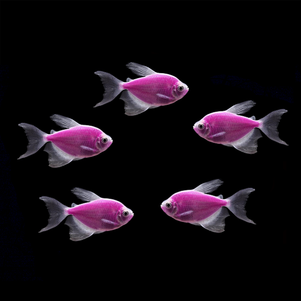 Galactic Purple Long-Fin Tetra 5pk