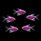 Galactic Purple Long-Fin Tetra 5pk