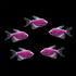 Galactic Purple Long-Fin Tetra 5pk