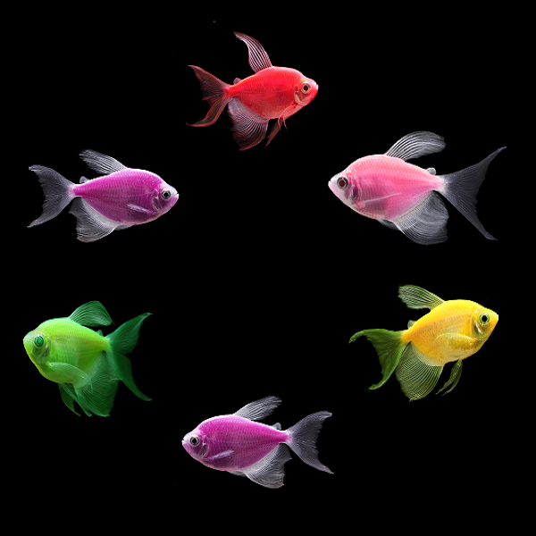 Glofish long fin tetra care 2025