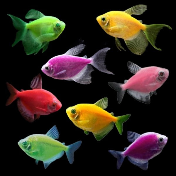https://shop.glofish.com/cdn/shop/products/NewDeluxeCollection-Complete.jpg?v=1593094517