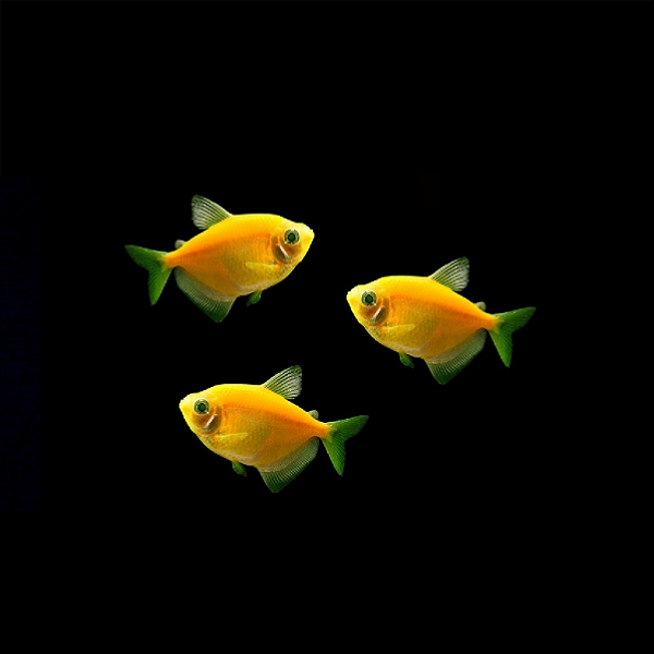 yellow tetra fish