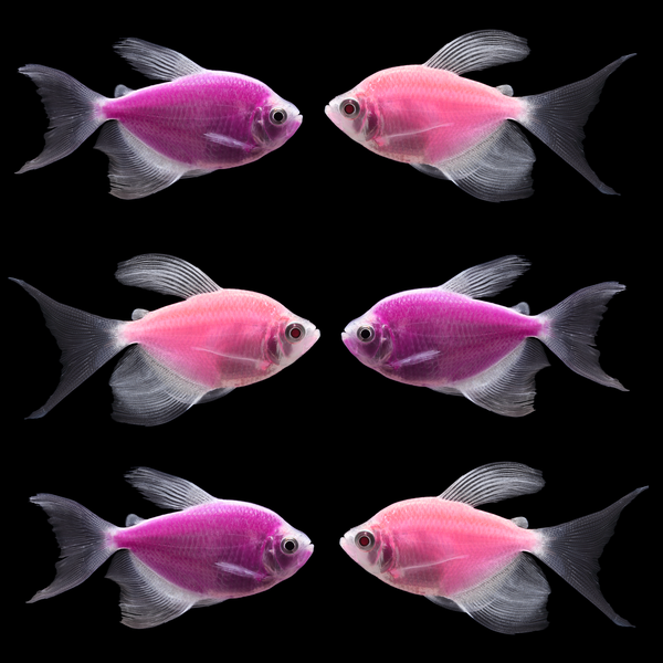 Pink skirt tetra clearance