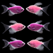 GloFish® Long-Fin Skirt Tetra Orchid Set 