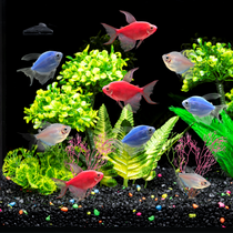 Buy GloFish® online, overnight shipping!