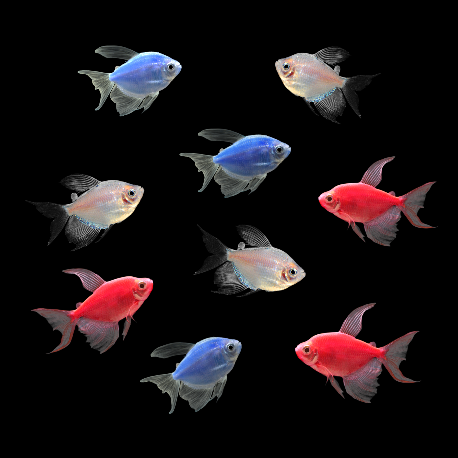 GloFish Long Fin White Skirt Tetra All America 9ct Collection