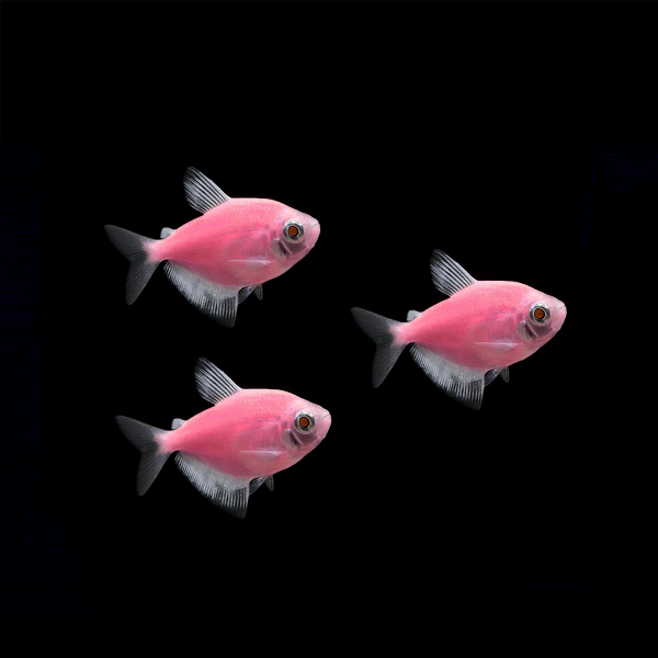 GloFish® White Skirt Tetras