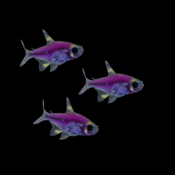 GloFish® Pristella Tetra - Sunburst Orange® - GloFish®