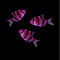 GloFish® Tiger Barb Galactic Purple