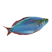 Dwarf Neon Rainbow Fish