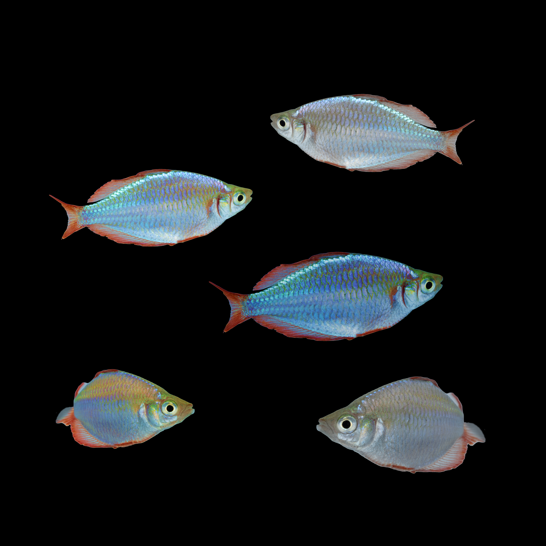 Dwarf Neon Rainbow fish 5pk Add-on (Melanotaenia praecox) - GloFish®