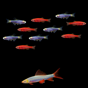 Red and Blue Collection