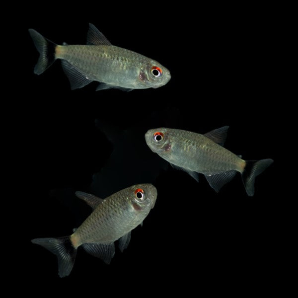 Red-eye Tetra 3pk