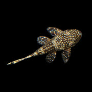 Bushy Nose Pleco