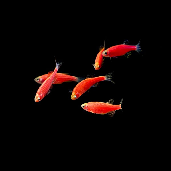 GloFish® Zebra Danio - Starfire Red. GloFish® Zebra Danio - Starfire Red.