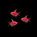 GloFish® Long-Fin Skirt Tetra Red