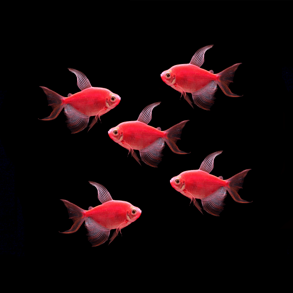 Starfire Red Long-Fin Tetra 5pk