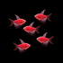 Starfire Red Long-Fin Tetra 5pk