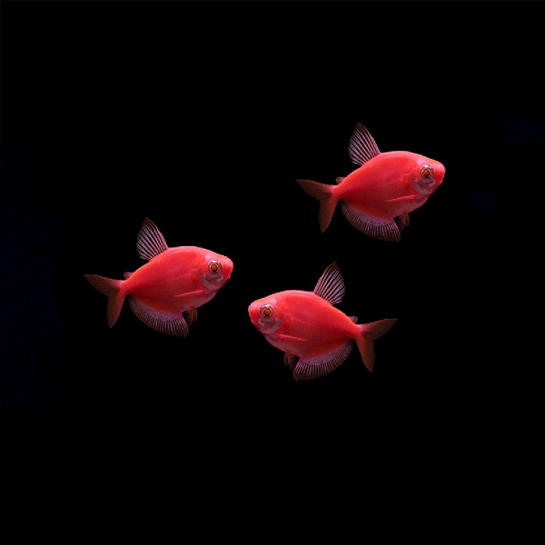 GloFish - Tetra® brand has all the accessories to let your GloFish