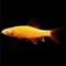 Sunburst Orange® GloFish® Rainbow Shark 