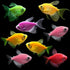 Tetra Deluxe Collection