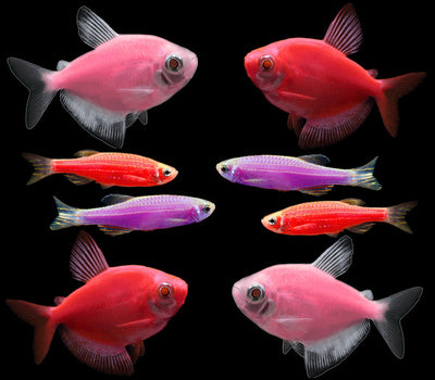 GloFish® Danios - GloFish®