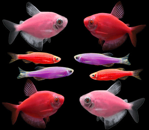 GloFish® Valentine Collection 8 ct