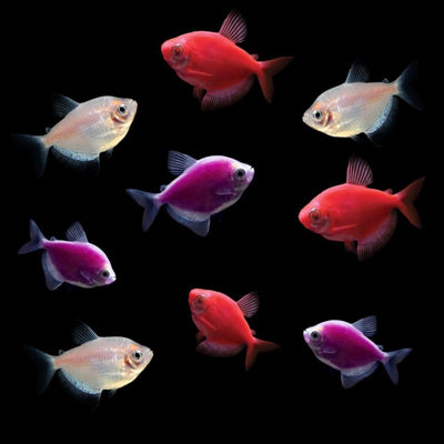 GloFish® Valentine's Deluxe Collection 9 ct