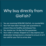 GloFish Purchase Notice